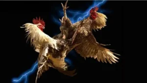 Hướng Dẫn Chơi Đá Gà Sabong Tại FUN88: Bí Kíp Thắng Lớn