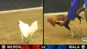 Khám Phá Cách Chơi Đá Gà GA28 Tại FUN88 Hấp Dẫn Nhất